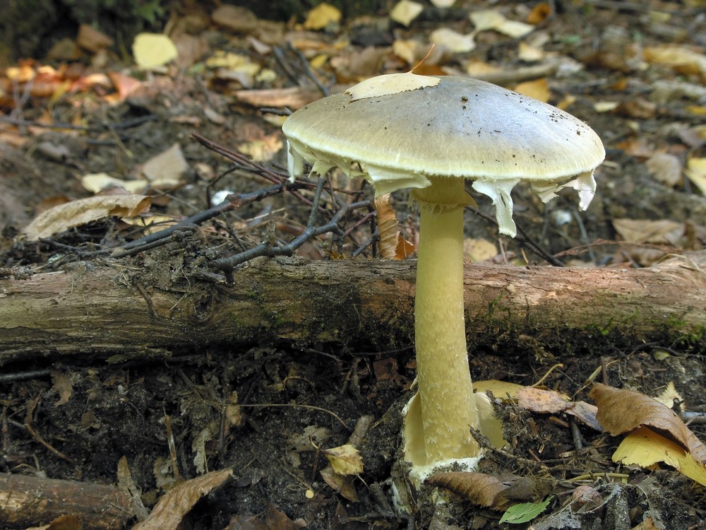 Funghi Velenosi Ma Comuni Da Riconoscere Agrodolce