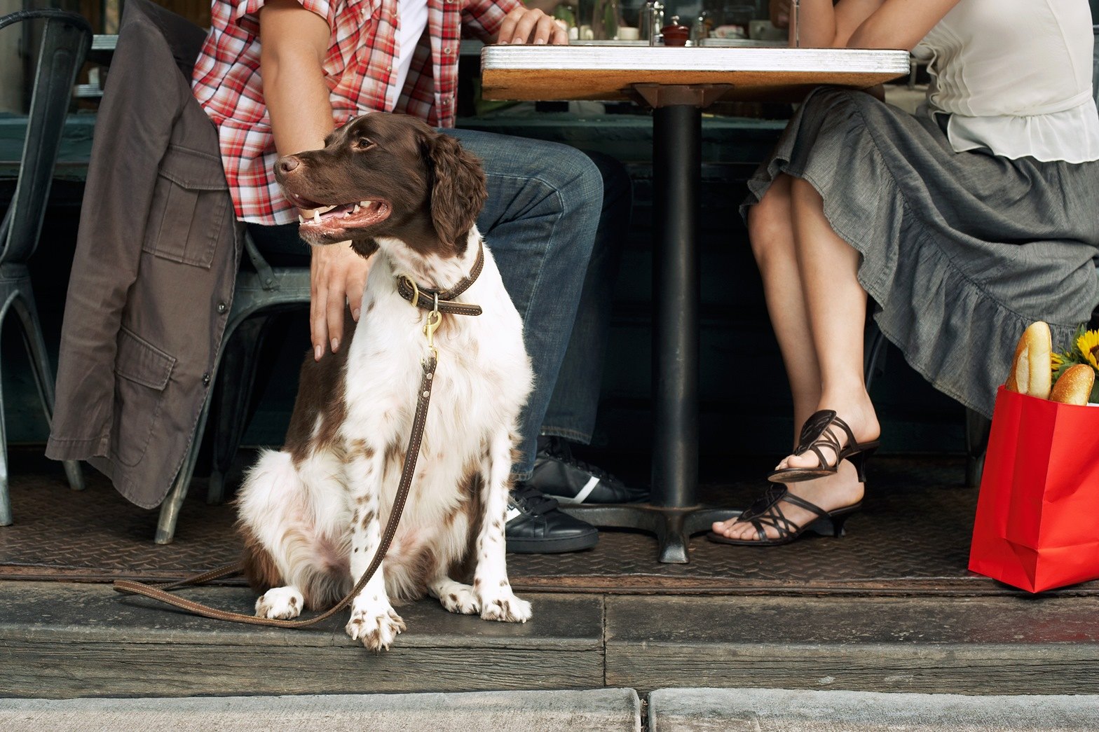 cani-al-ristorante-s-o-no-agrodolce