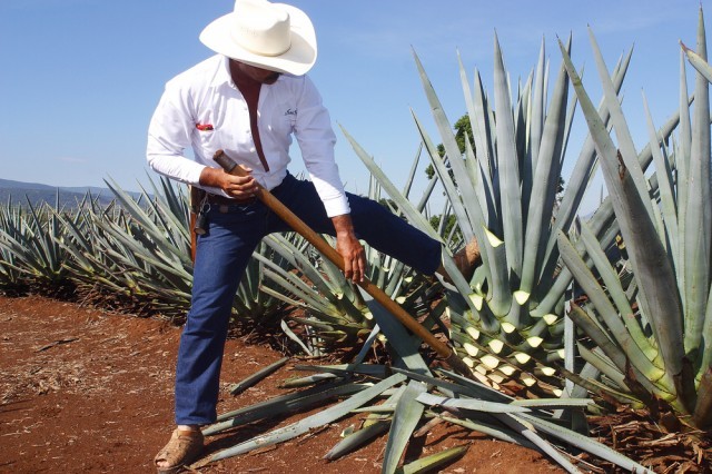 Tequila: come si beve? | Agrodolce