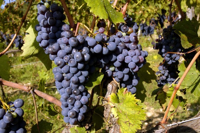 Uva Sangiovese