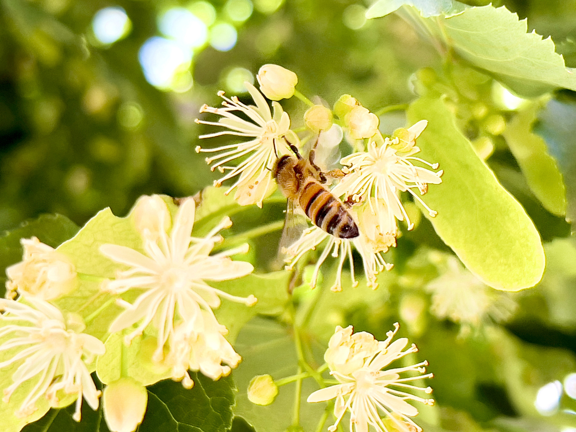 Ape su fiore di tiglio