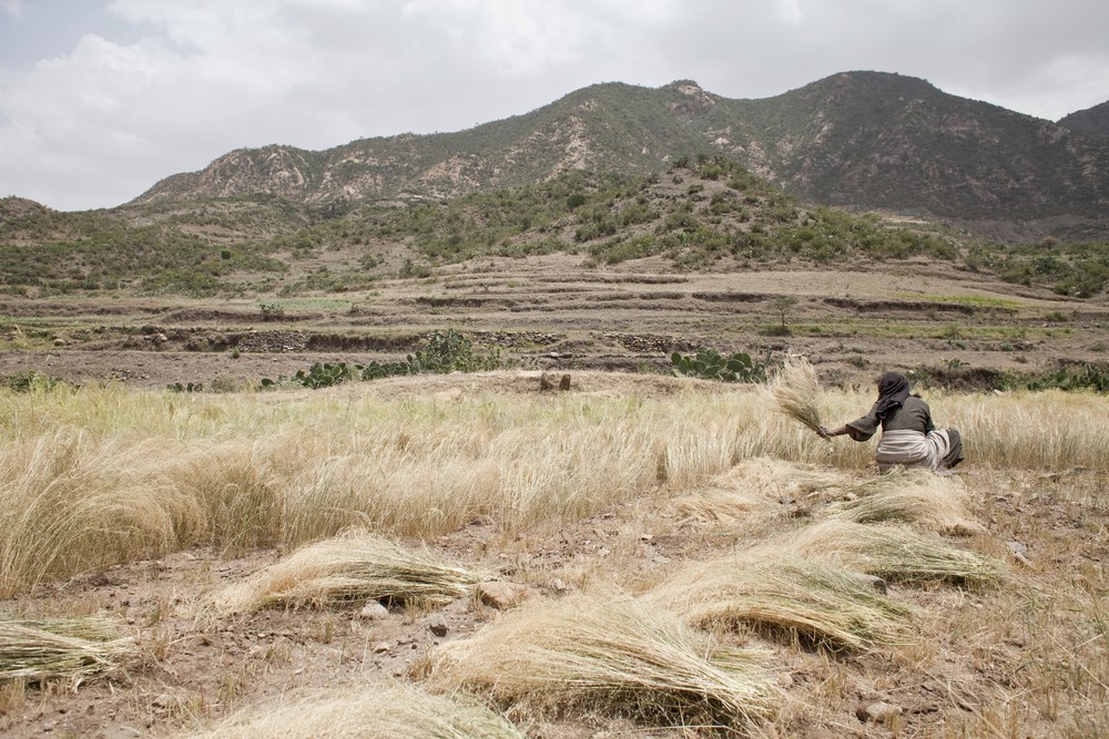 coltivazioni di teff