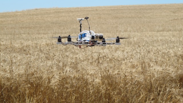 Il drone vola su un campo di grano