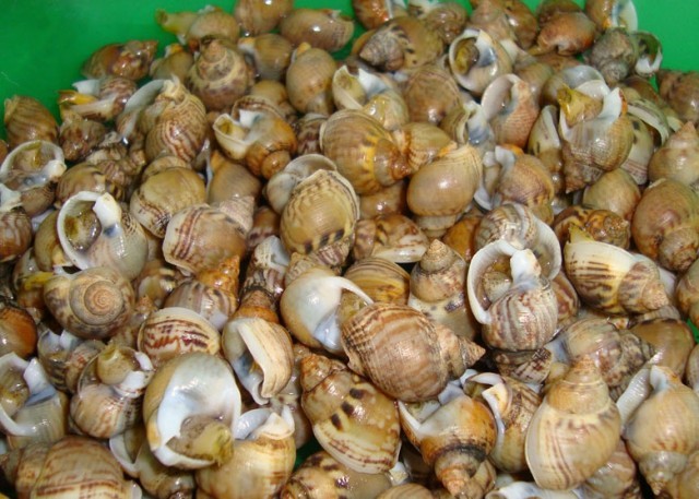 Molluschi E Frutti Di Mare Classifica Dei 15 Piu Buoni Agrodolce