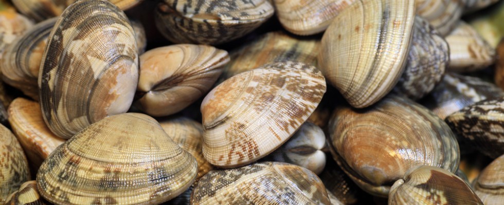 Molluschi E Frutti Di Mare Classifica Dei 15 Piu Buoni Agrodolce