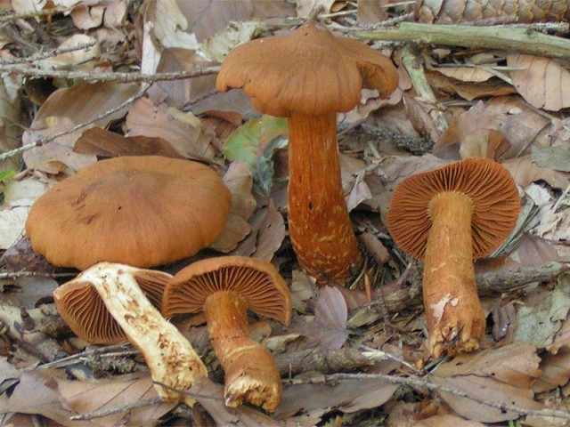 Cortinarius_rubellus_02 funghi velenosi