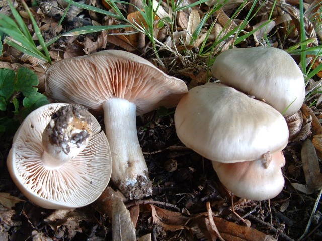 Entoloma_sinuatum