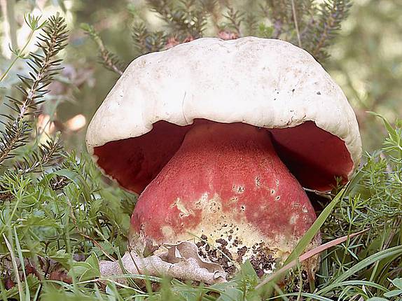 boletus satanas