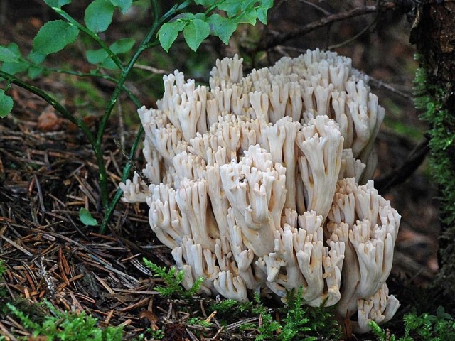 ramaria pallida