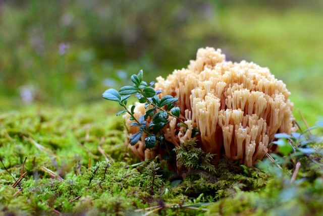 Ramaria formosa funghi velenosi