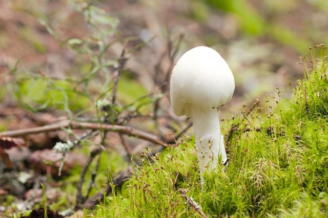 amanita virosa