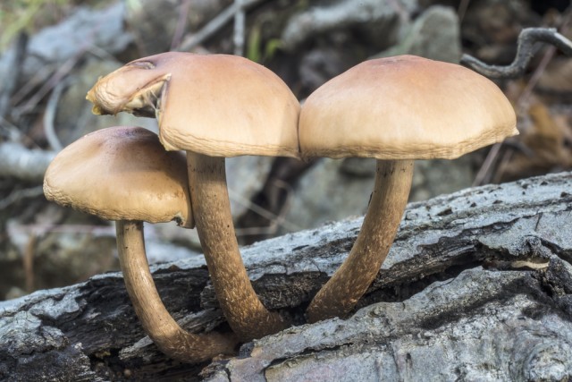 Hypholoma Fasciculare funghi velenosi