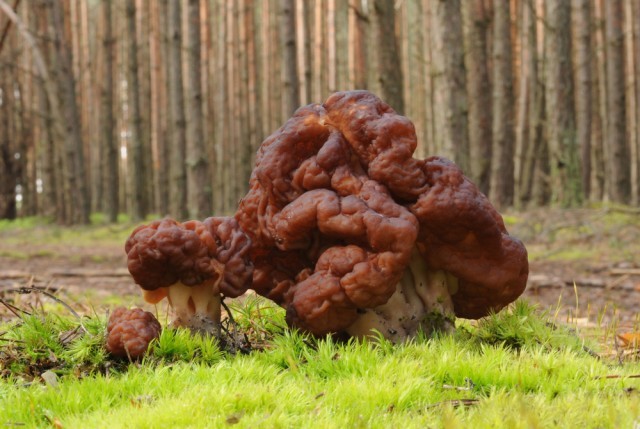 Gyromitra Esculenta