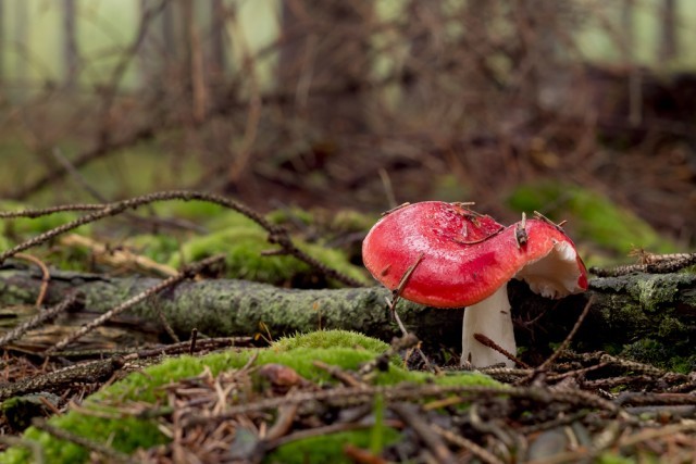 russula emetica funghi velenosi