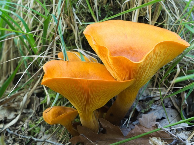 Omphalotus olearius funghi velenosi