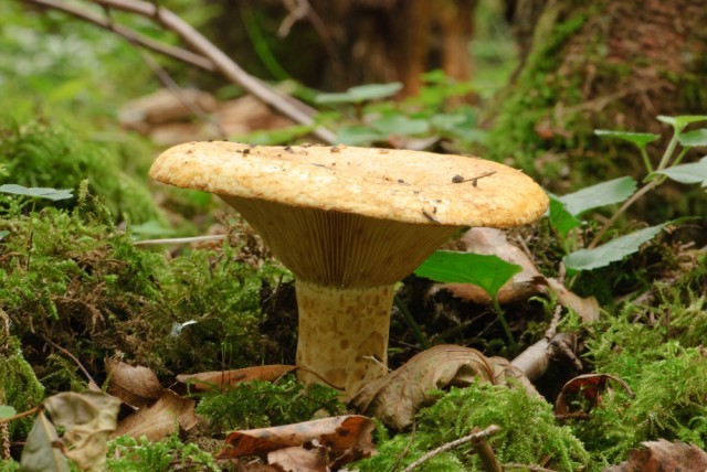 Lactarius scrobiculatus