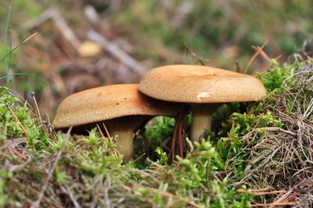 Paxillus involutus funghi velenosi