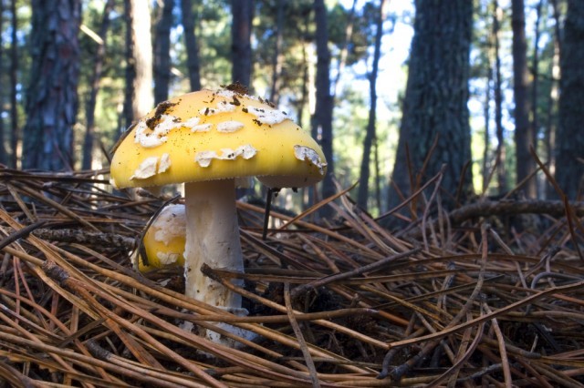 amanita gemmata