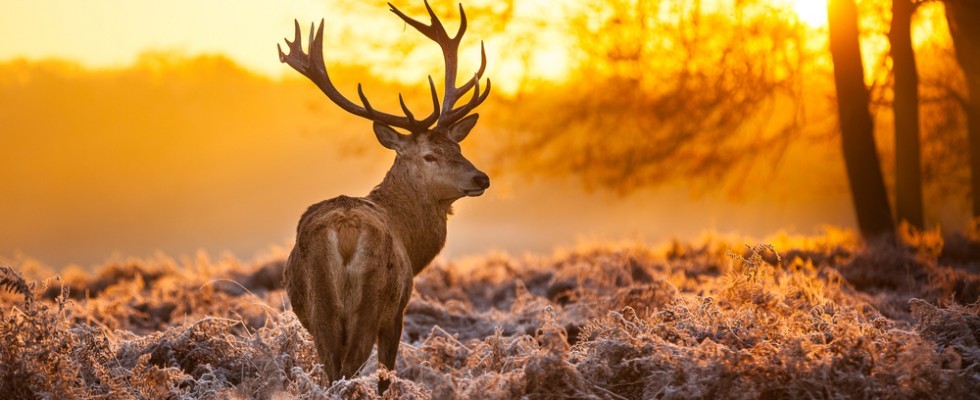 Guida Alla Caccia Selvaggina Da Pelo Agrodolce