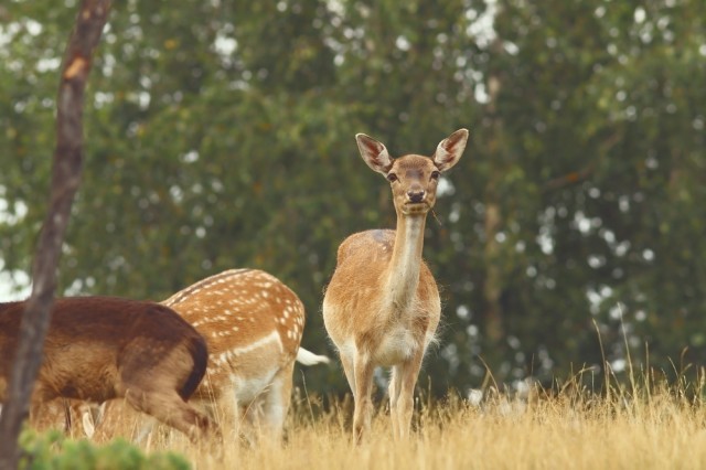 Guida Alla Caccia Selvaggina Da Pelo Agrodolce