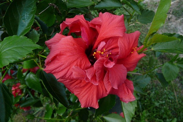 Hibiscus fiori eduli