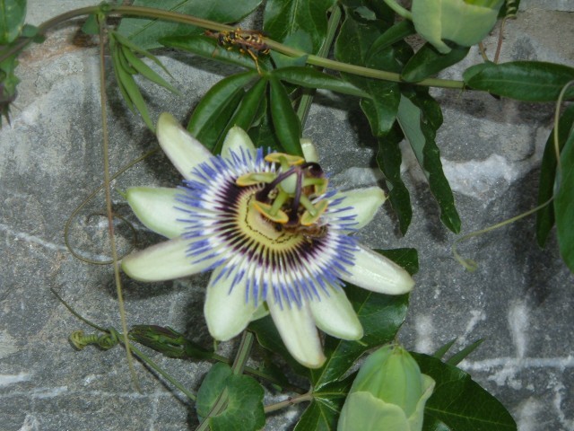 Passiflora.jpg