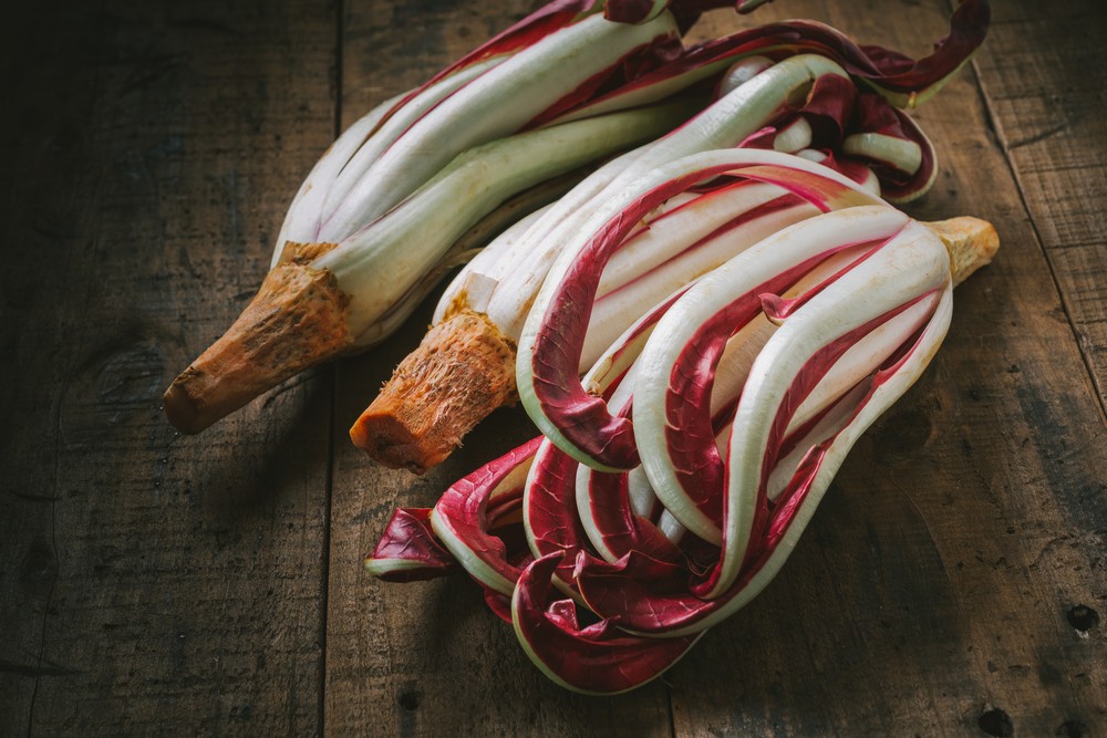 radicchio rosso di treviso