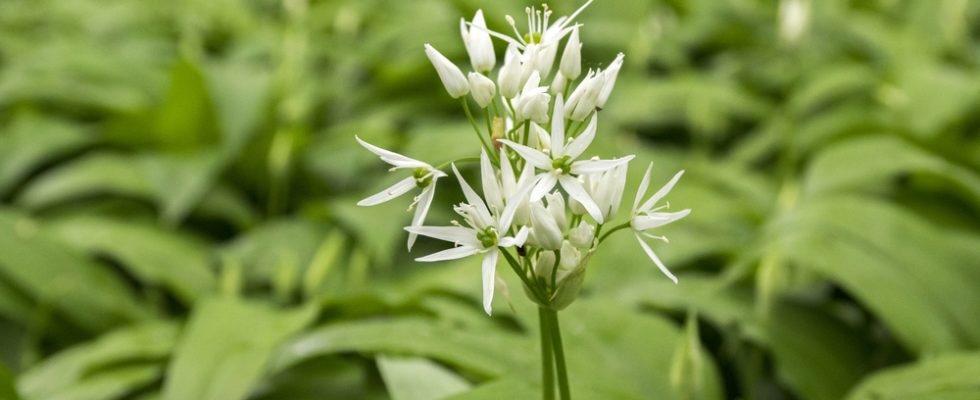 Aglio Orsino Cos E Proprieta E Usi In Cucina Agrodolce