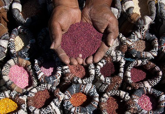 quinoa-sito-peru