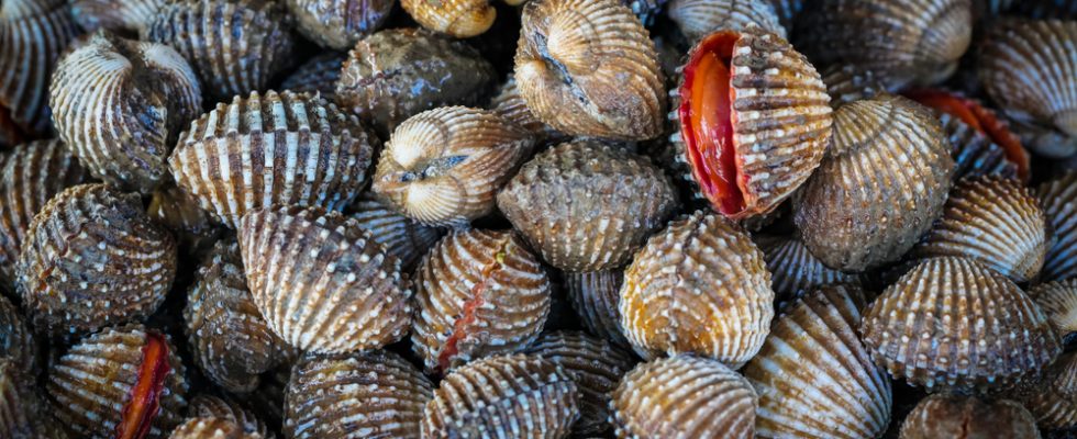 Piccola Guida Alle Conchiglie Da Mangiare Quest Estate E Non Solo Agrodolce