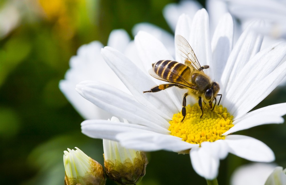 Ape su un fiore