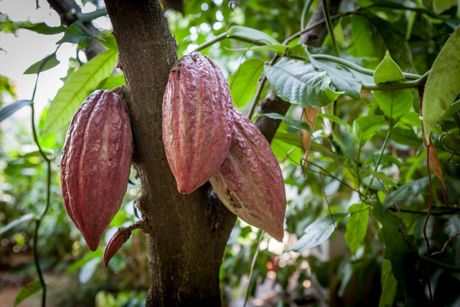 Il cioccolato: fa bene o fa male? | Agrodolce