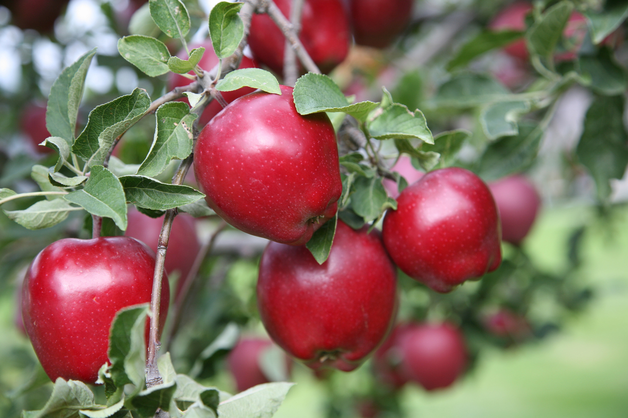 Red Delicious