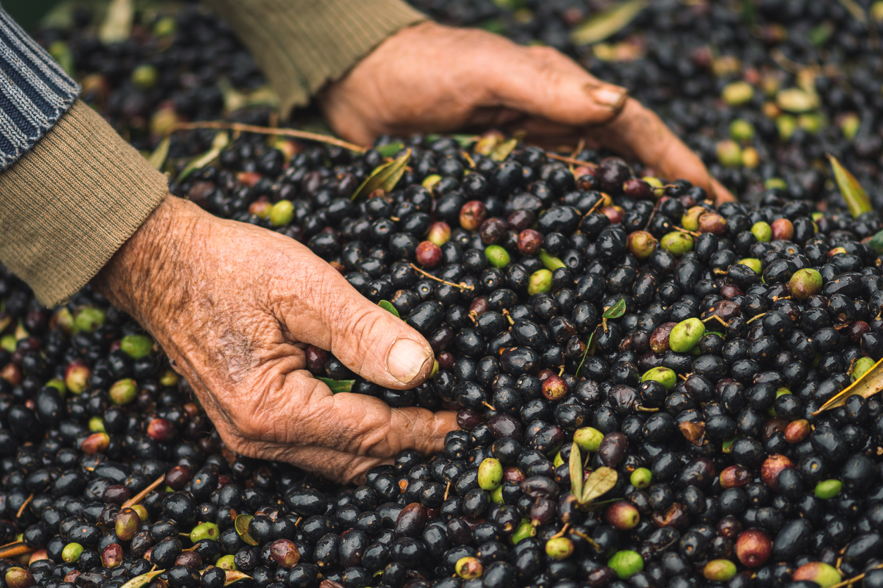Mani del produttore nelle olive verdi e nere