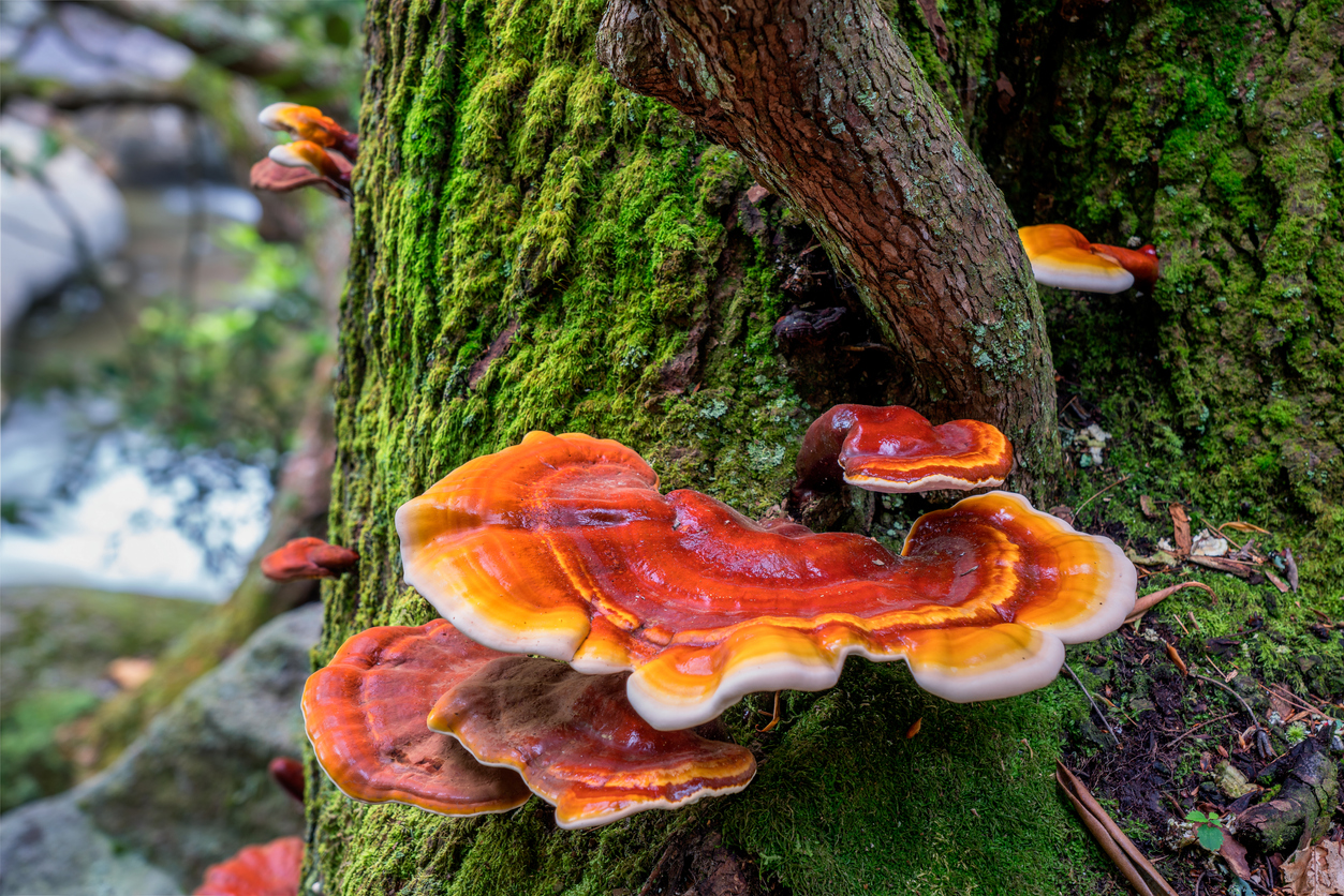 Stunning fungus growing on a tree. Very intense colors.