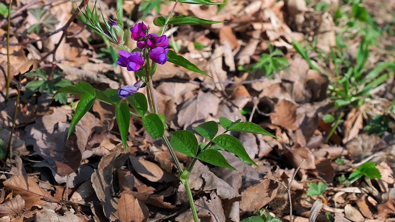 cicerchia fiore