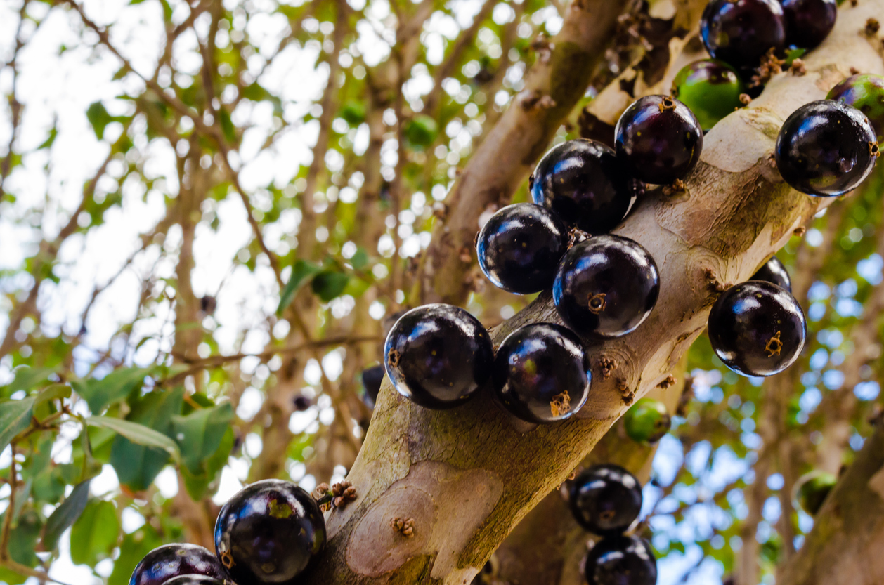 Jabuticaba