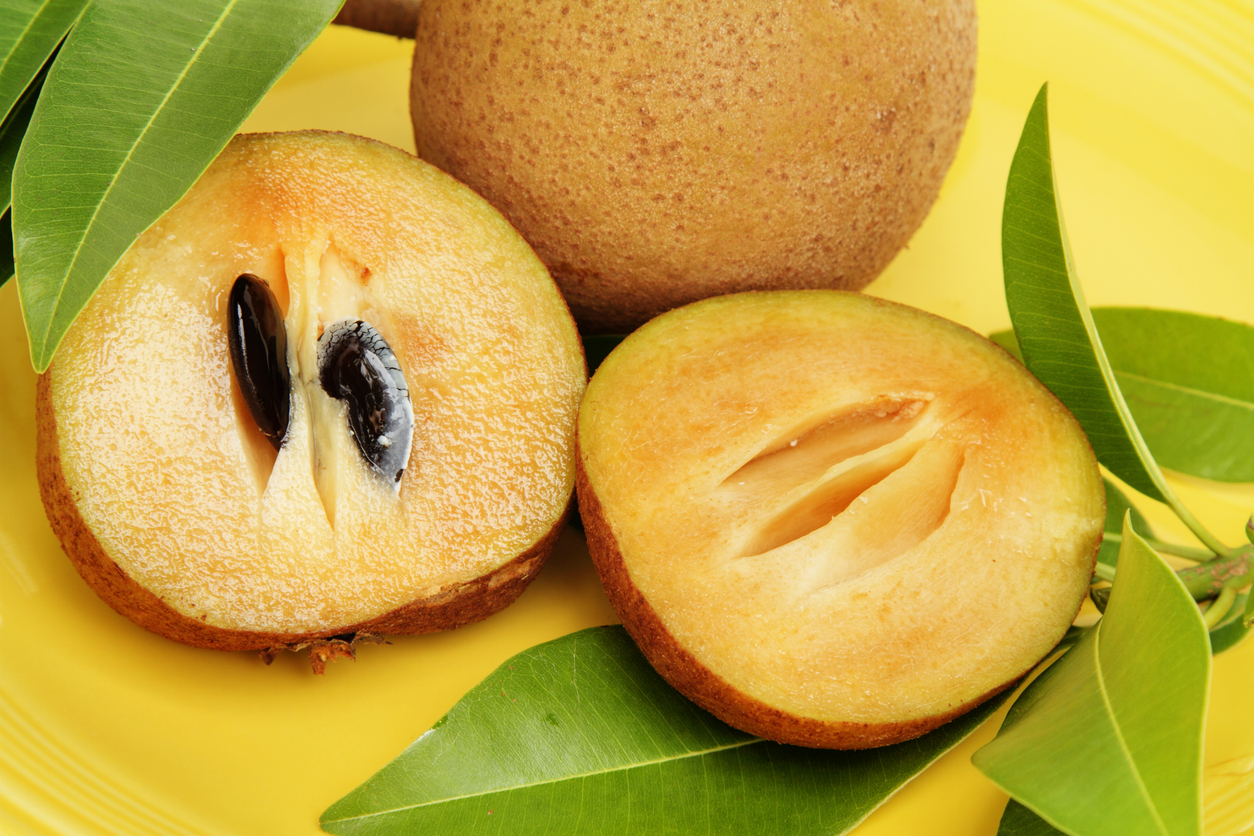 Sapodilla