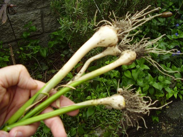 Aglio orsino: cos'è, proprietà e usi in cucina | Agrodolce